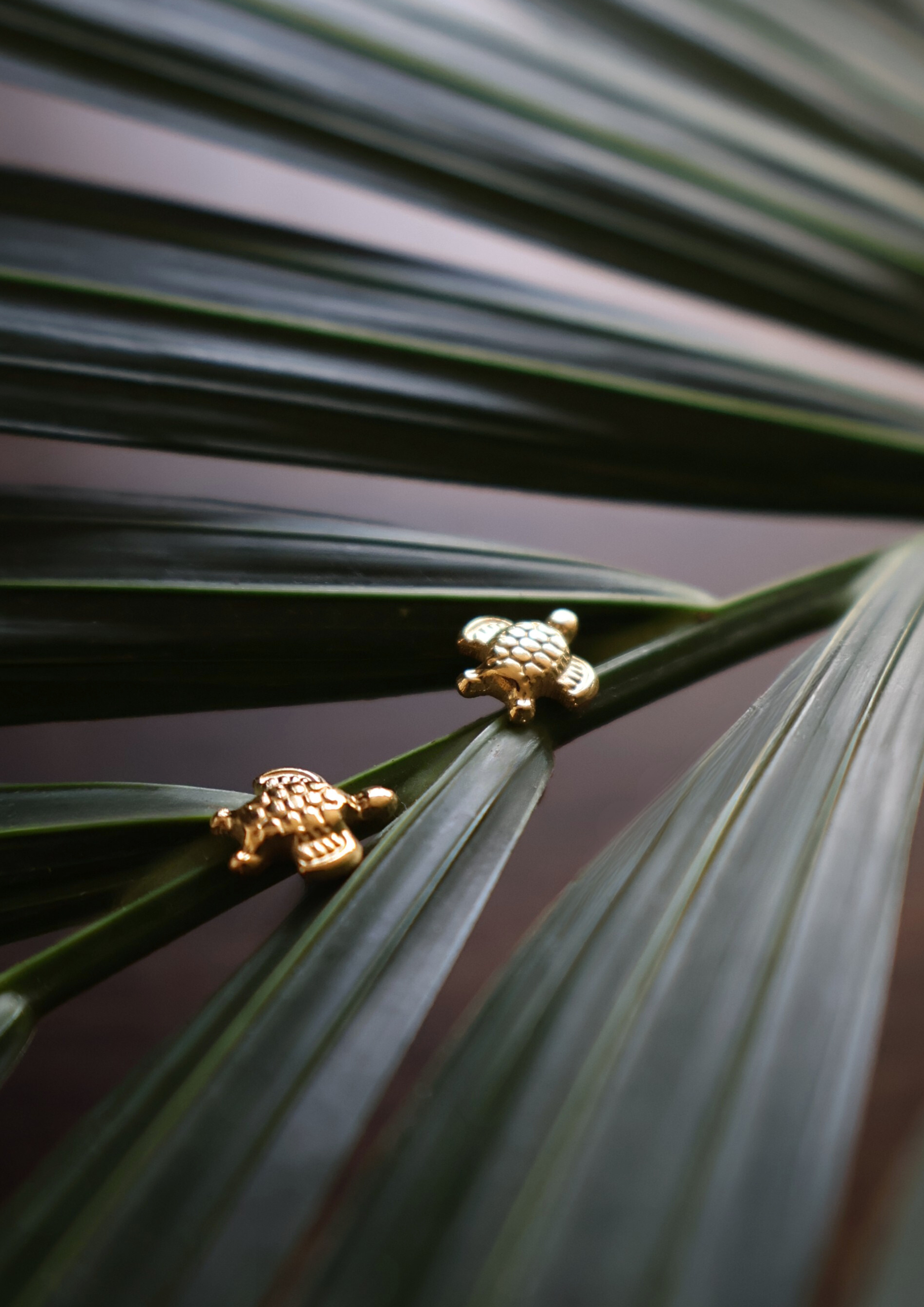 Turtle Ohrstecker I Gold